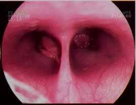 Bygones Bulldogs - The Gaia Bulldog Report